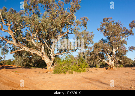 River rot Zahnfleisch in einem ausgetrockneten Flussbett in Silverton in der Nähe von Broken Hill im Outback New South Wales Stockfoto