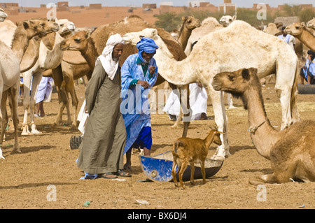 Männer, die Handel mit Kamelen auf dem Kamelmarkt von Nouakchott, Mauretanien, Afrika Stockfoto