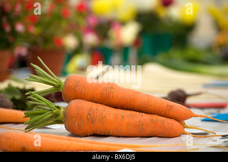 Preisgekrönte Karotten auf einer Land-Ausstellung Stockfoto