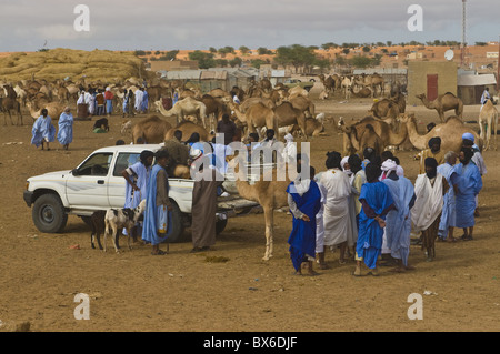 Männer, die Handel mit Kamelen auf dem Kamelmarkt von Nouakchott, Mauretanien, Afrika Stockfoto