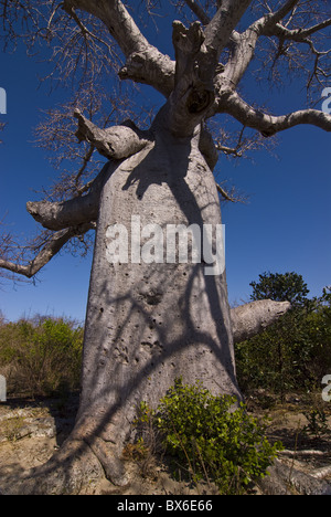 Riesigen Affenbrotbaum (Affenbrotbäume Suarezensis) in der Nähe von Diego Suarez (Antsiranana), Madagaskar, Afrika Stockfoto