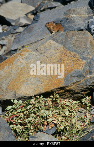 Amerikanische Pika (Ochotona Princeps), sammelt und Essen in Lagerung zwischen Felsen Stockfoto
