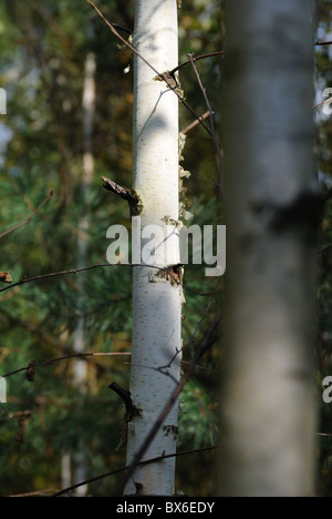 Birke Baumstamm Stockfoto