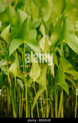 Convention (Sagittaria Latifolia) Stockfoto