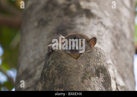 Lepilemur Ankaranensis (Ankarana Sportive Lemur), Ankarana Nationalpark, Madagaskar, Afrika Stockfoto