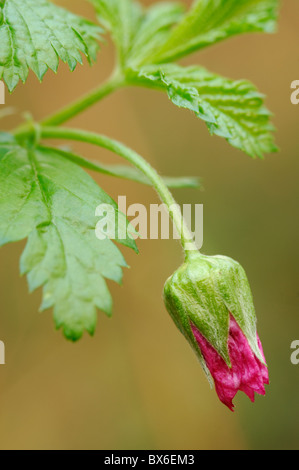 Rot blühende Johannisbeere (Ribes Sanguineum) Stockfoto