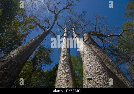 Riesigen Baobab-Bäume in Ankarafantsika Nationalpark, Madagaskar, Afrika Stockfoto