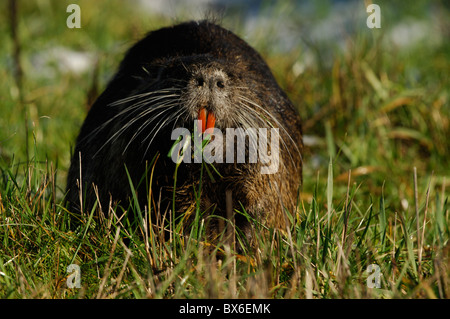 Nutria (Biber brummeln) Stockfoto