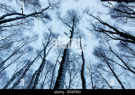 Schnee bedeckte Birke Wald, Schottland Stockfoto