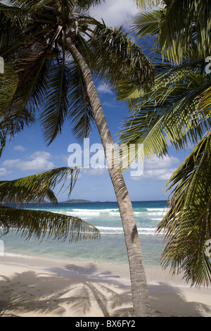 Strand, Palmen und Surfen in Long Bay, Tortola, British Virgin Islands, West Indies, Karibik, Mittelamerika Stockfoto