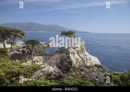 Einsame Kiefer auf 17 Mile Drive in der Nähe von Monterey, California, Vereinigte Staaten von Amerika, Nordamerika Stockfoto