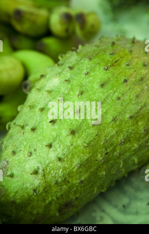 Soursop (Annona Muricata), eine Frucht in der Karibik, Mittelamerika angebaut Stockfoto