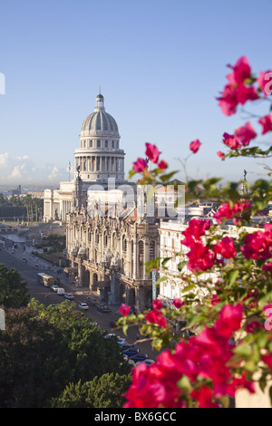 Bougainvillea Blumen vor dem Capitolio, Gebäude, Havanna, Kuba, Karibik, Mittelamerika Stockfoto