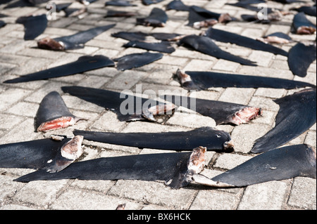 Hong Kong, 10. Dezember 2010 mehr als 1000, frische Sharkfins Trocknen auf Fung Matte Straße auf Hong Kong Island. Stockfoto