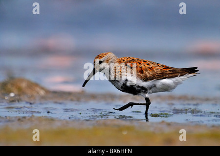 Alpenstrandläufer - Calidris Alpina, Nahrungssuche im Watt in Gujarat, Indien Stockfoto