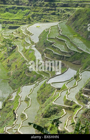Schlamm-von Mauern umgebene Reisterrassen Ifugao Kultur, Banaue, UNESCO-Weltkulturerbe, Cordillera, Luzon, Philippinen Stockfoto