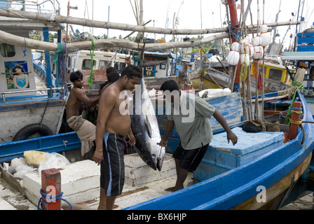 Fischerei-Hafen, Bj. 2004 Tsunami in Asien, Purunawella, östlich von Galle, Südküste von Sri Lanka, Asien mit uns Hilfe Stockfoto