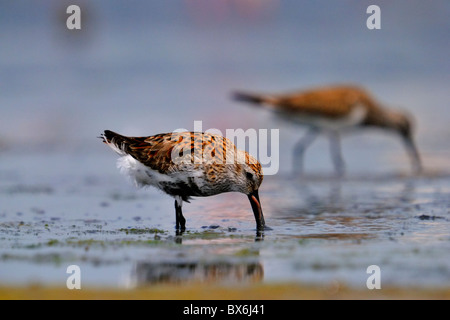 Alpenstrandläufer - Calidris Alpina Fütterung auf den Wurm in einem Wattenmeer in Gujarat, Indien Stockfoto