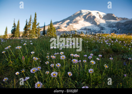 Wildblumenwiese in Paradise, Mount Rainier Nationalpark, am frühen Morgen Stockfoto