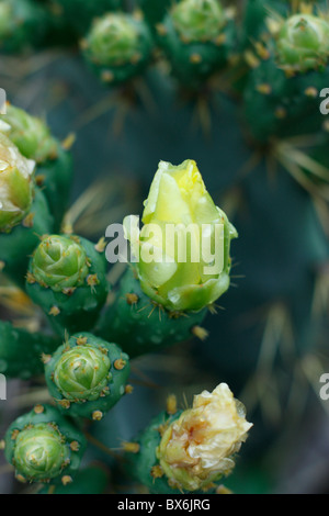 Gelbe Blüten wild Kaktus im Regen am Strand in Tainan, Taiwan. Stockfoto