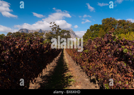Zorgvliet Wine Estate, Stellenbosch, Kapprovinz, Südafrika, Afrika Stockfoto