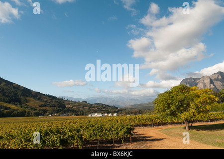 Zorgvliet Wine Estate, Stellenbosch, Kapprovinz, Südafrika, Afrika Stockfoto