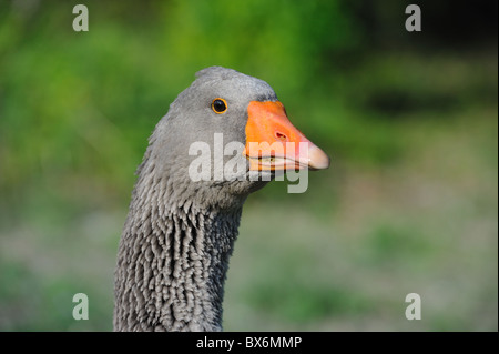 Toulouse heimischen Gänse (Anser Domesticus) Porträt - Vaucluse - Provence - Frankreich Stockfoto