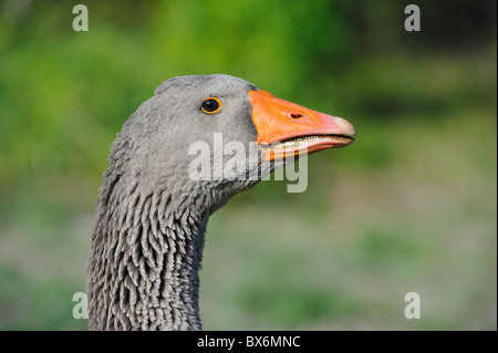 Toulouse heimischen Gänse (Anser Domesticus) Porträt - Vaucluse - Provence - Frankreich Stockfoto