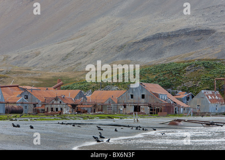 Antarktischen Seebären vor der alten Walfang-Station, Husvik Island, Antarktis, Polarregionen Stockfoto