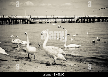 Schwäne am Holzsteg, Sopot, Polen Stockfoto