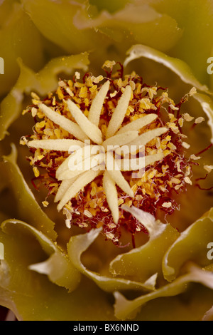 Zentrum einer Blume rot Barrel Cactus (Ferocactus Cylindraceus), Anza-Borrego Desert State Park, Kalifornien, USA Stockfoto