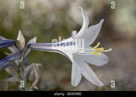 Desert Lily (Hesperocallis Undulata), Anza-Borrego Desert State Park, California, Vereinigte Staaten von Amerika, Nordamerika Stockfoto