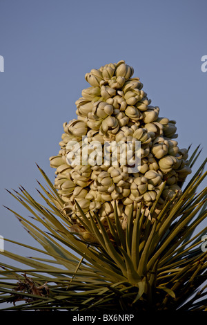 Joshua Tree (Yucca Brevifolia) Blüte, Joshua Tree Nationalpark, Kalifornien, Vereinigte Staaten von Amerika, Nordamerika Stockfoto