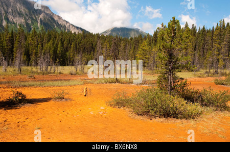 Ocker Landschaft an die Farbtöpfe, Kootenay National Park, Britisch-Kolumbien, Kanada Stockfoto