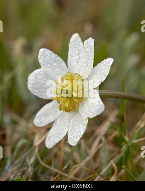 Tau bedeckten Marsh Marigold (ElkÔøΩs Lippe) (Caltha Leptosepala), Shoshone National Forest, Wyoming, USA Stockfoto