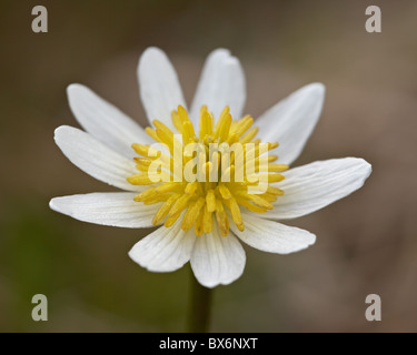 Marsh Marigold (ElkÔøΩs Lippe) (Caltha Leptosepala), Shoshone National Forest, Wyoming, Vereinigte Staaten von Amerika, Nordamerika Stockfoto