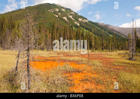 Ocker Landschaft an die Farbtöpfe, Kootenay National Park, Britisch-Kolumbien, Kanada Stockfoto