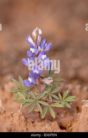 Lupine (kleine Lupine) Zwerg (rostige Lupine) (Lupinus percivali), The Needles District, Canyonlands National Park, Utah, USA Stockfoto