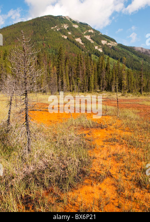 Ocker Landschaft an die Farbtöpfe, Kootenay National Park, Britisch-Kolumbien, Kanada Stockfoto