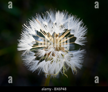 Westlichen Schwarzwurzel (Goatsbeard) (Tragopogon Dubius) Seedhead, Glacier National Park, Montana, USA Stockfoto