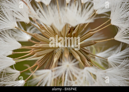 Westlichen Schwarzwurzel (Goatsbeard) (Tragopogon Dubius) Seedhead, Glacier National Park, Montana, USA Stockfoto