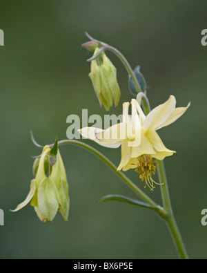 Gelbe Akelei (Aquilegia Flavescens), Glacier National Park, Montana, Vereinigte Staaten von Amerika, Nordamerika Stockfoto