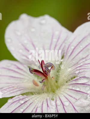 Richardsons Geranien (Geranium Richardsonii), Weston Pass, Hecht und San Isabel National Forest, Colorado, USA Stockfoto