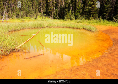 Grüner Pool an die Farbtöpfe, Kootenay National Park, Britisch-Kolumbien, Kanada Stockfoto