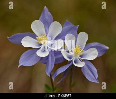 Blaue Akelei (Aquilegia Coerulea), Weston Pass, Hecht und San Isabel National Forest, Colorado, USA Stockfoto