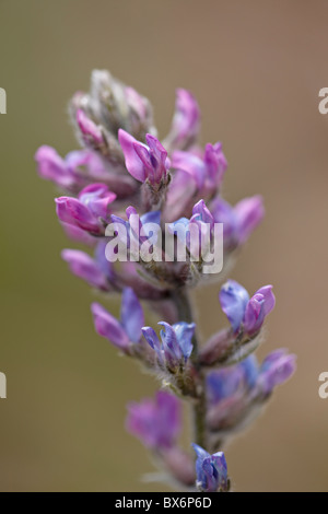 Lila Loco, Weston Pass, Hecht und San Isabel National Forest, Colorado, USA Stockfoto