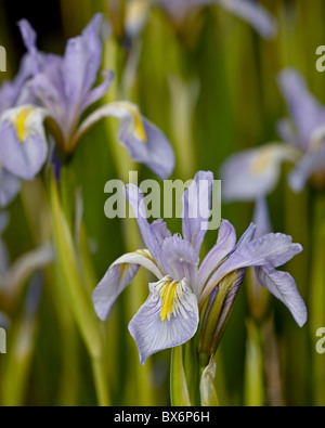 Rocky Mountain-Iris (Iris Missouriensis), Weston Pass, Hecht und San Isabel National Forest, Colorado, USA Stockfoto