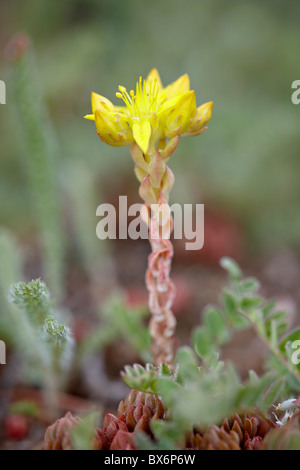 Wormleaf Fetthenne (gelber Mauerpfeffer) (Sedum Stenopetalum), Weston Pass, Hecht und San Isabel National Forest, Colorado, USA Stockfoto