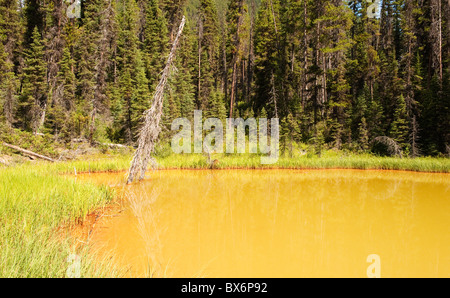 Befleckten Pool an die Farbtöpfe, Kootenay National Park, Britisch-Kolumbien, Kanada Stockfoto