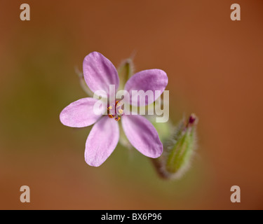 Heronsbill (Erodium Cicutarium), Arches-Nationalpark, Utah, Vereinigte Staaten von Amerika, Nordamerika Stockfoto